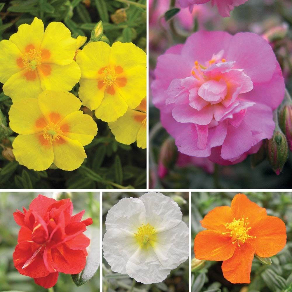 Ornamental Mixed Helianthemum seeds for gardens