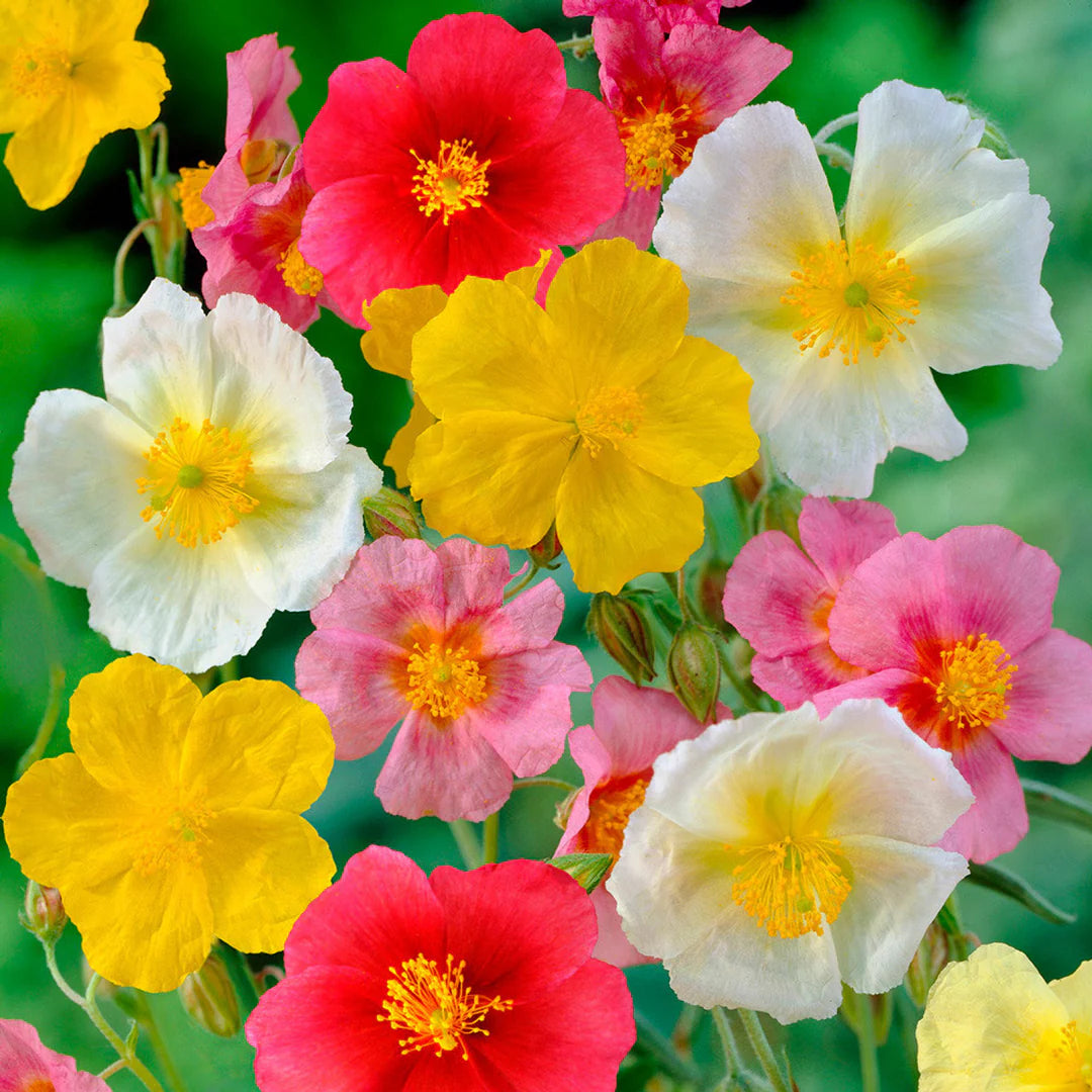Mixed Helianthemum Rock Rose seeds for planting