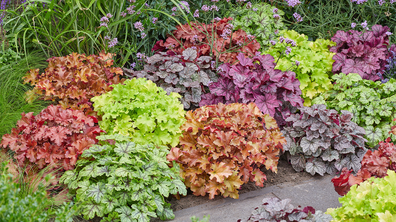 Mixed Heuchera plants in shade garden