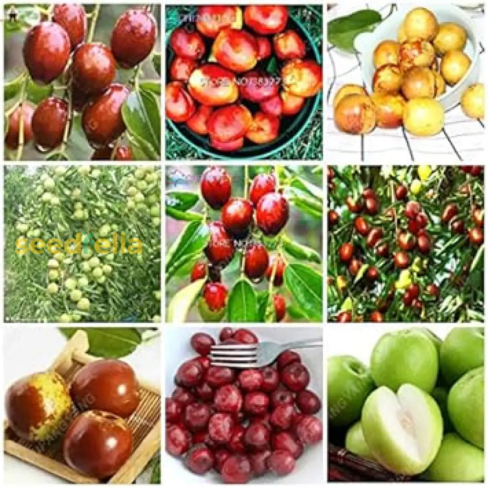 Mixed Jujube Fruit Seeds for planting and growing delicious, nutritious jujubes.