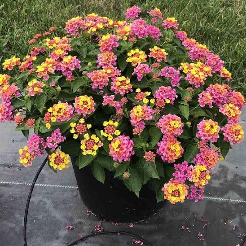 Non GMO Mixed Lantana seeds