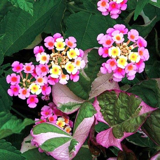 Ornamental Mixed Lantana flowering plant