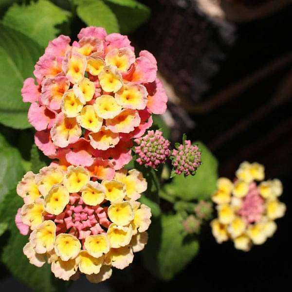 Mixed Lantana seeds for easy planting