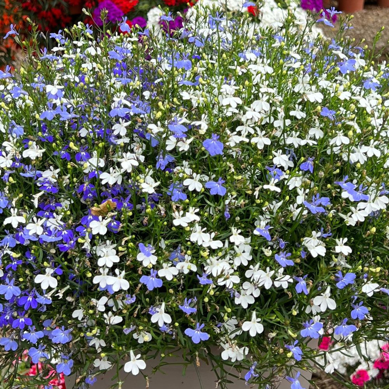 Mixed Laura flowers blooming in garden