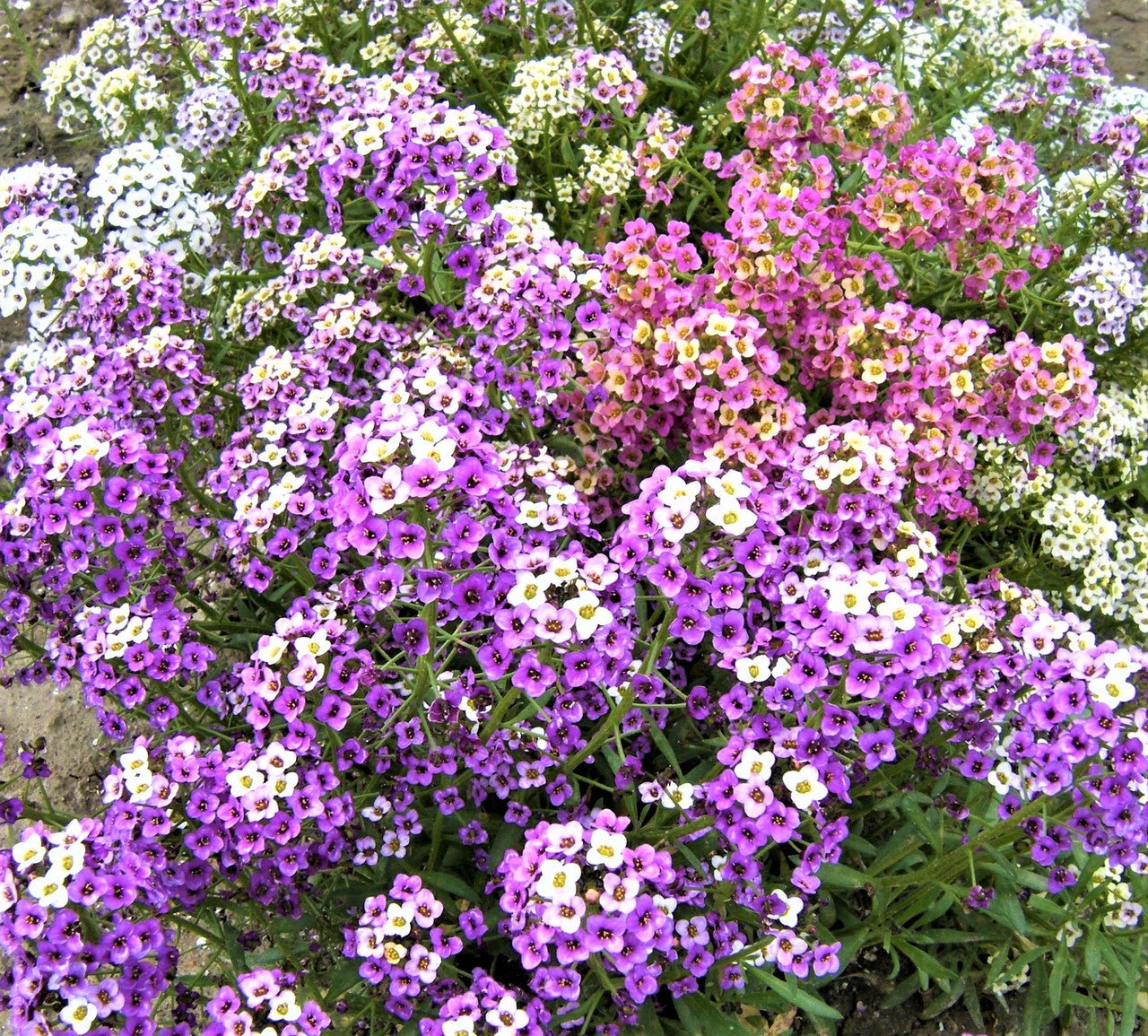 Mixed Lobularia flowers blooming in garden