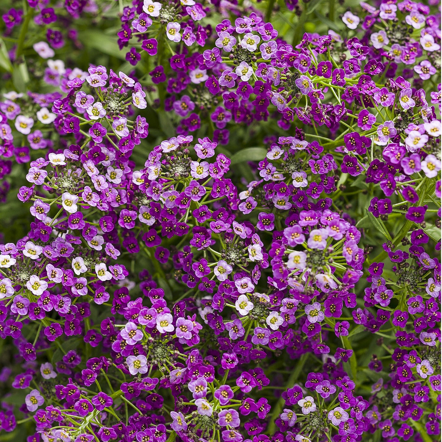 Non GMO Mixed Lobularia seeds