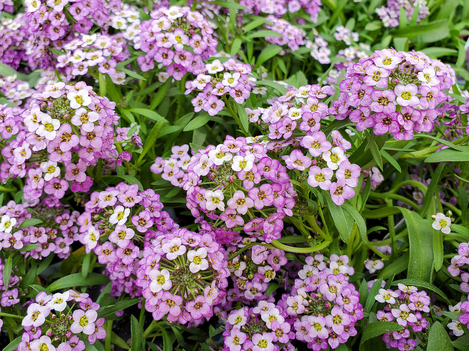 Ornamental Mixed Lobularia seeds for gardens