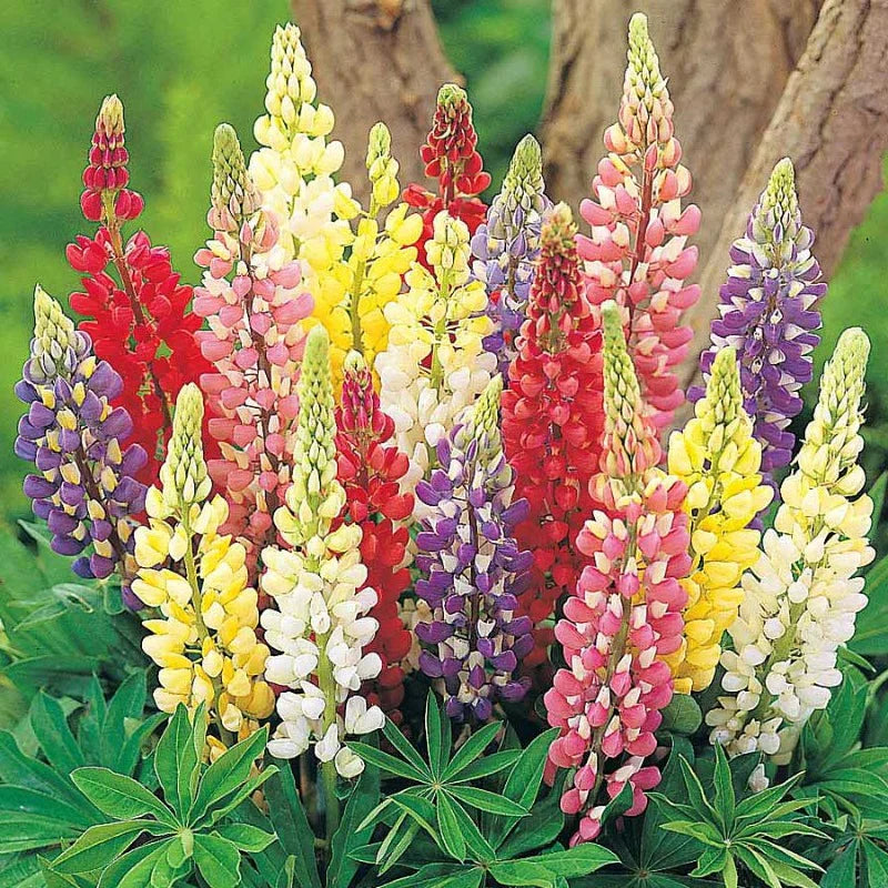 Mixed Lupine seeds for planting