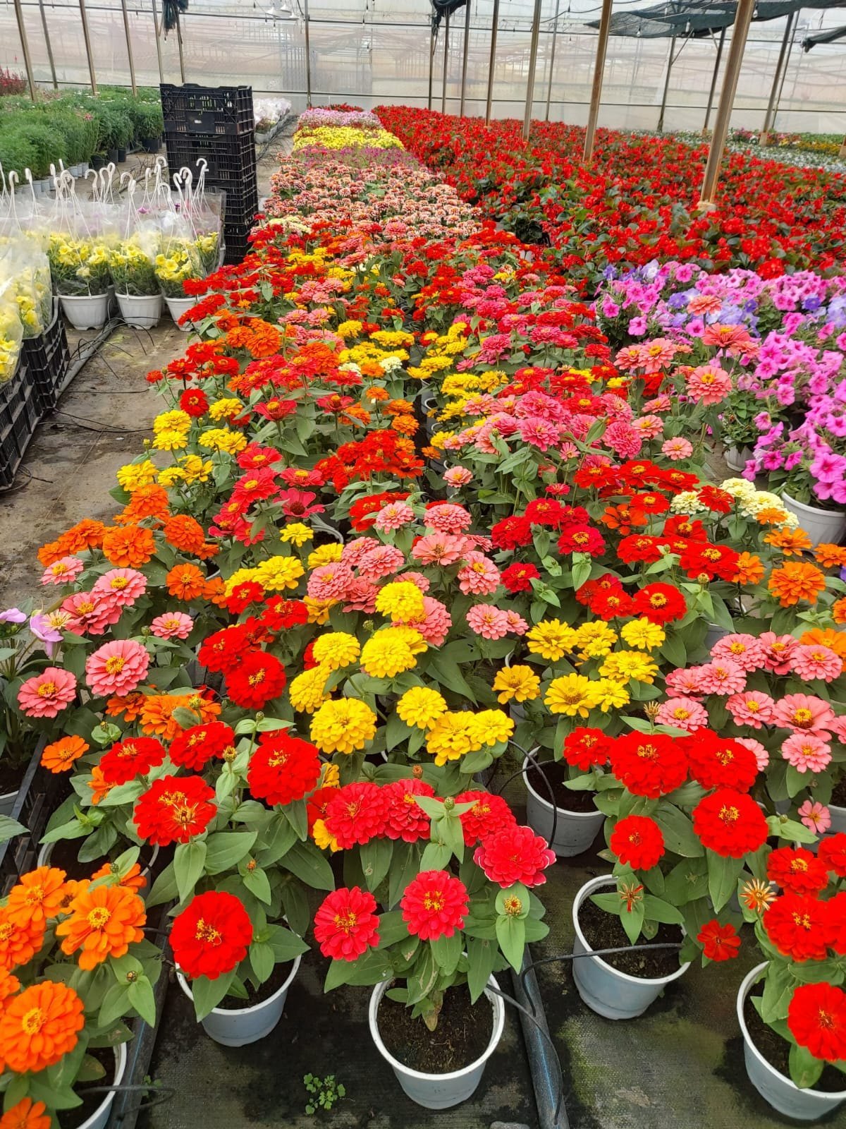 Colorful Mixed Magellan flower display