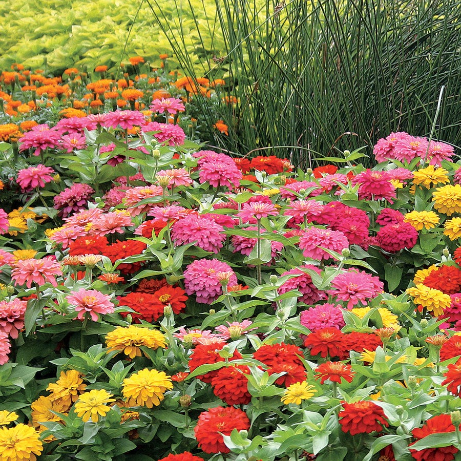 Ornamental Mixed Magellan seeds for gardens