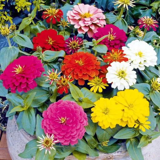 Mixed Magellan Flower seeds for planting