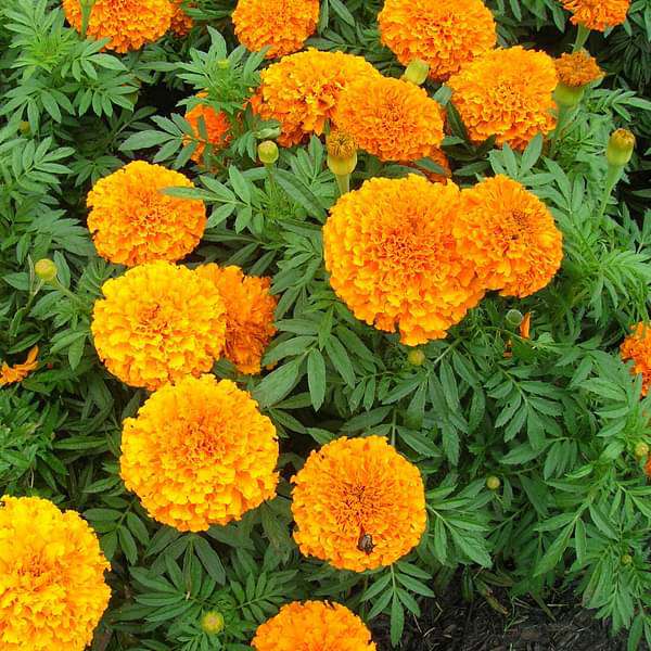 Mixed Marigolds in colorful garden display