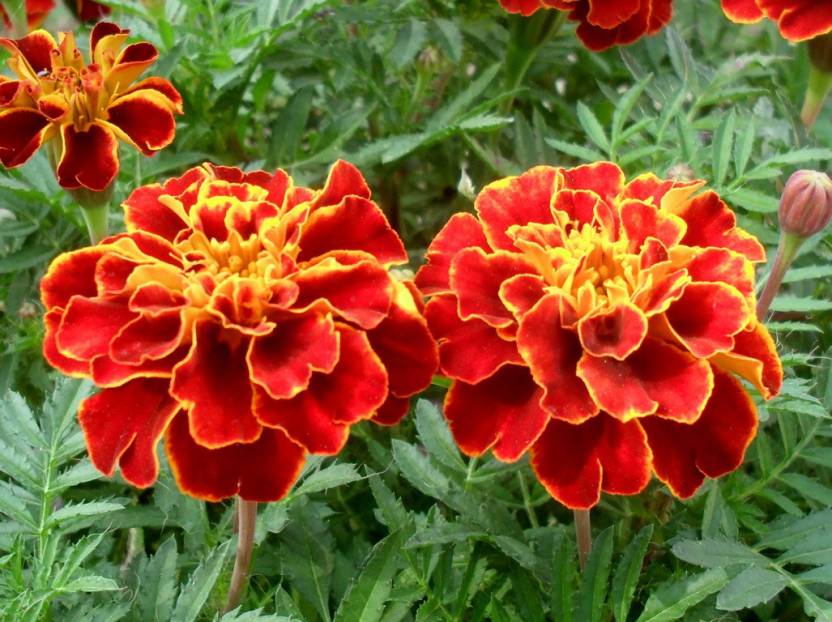 Non GMO Mixed Marigold flower seeds