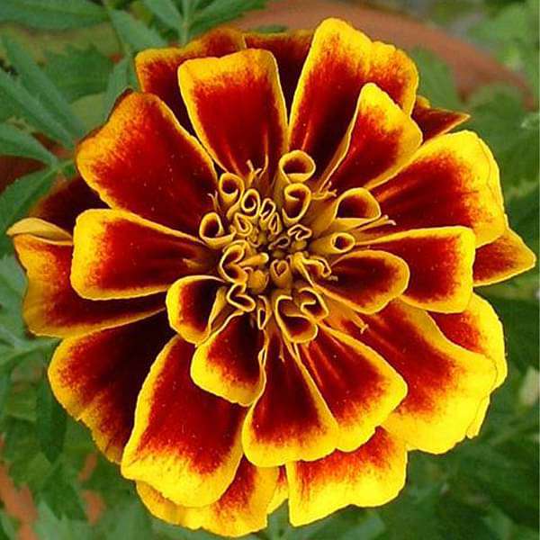 Ornamental Mixed Marigold seeds for gardens