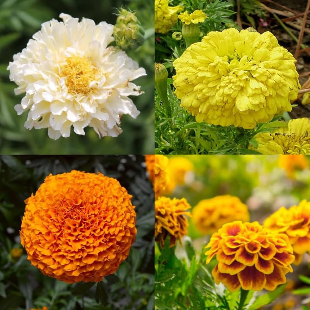 Mixed Marigold seeds for planting