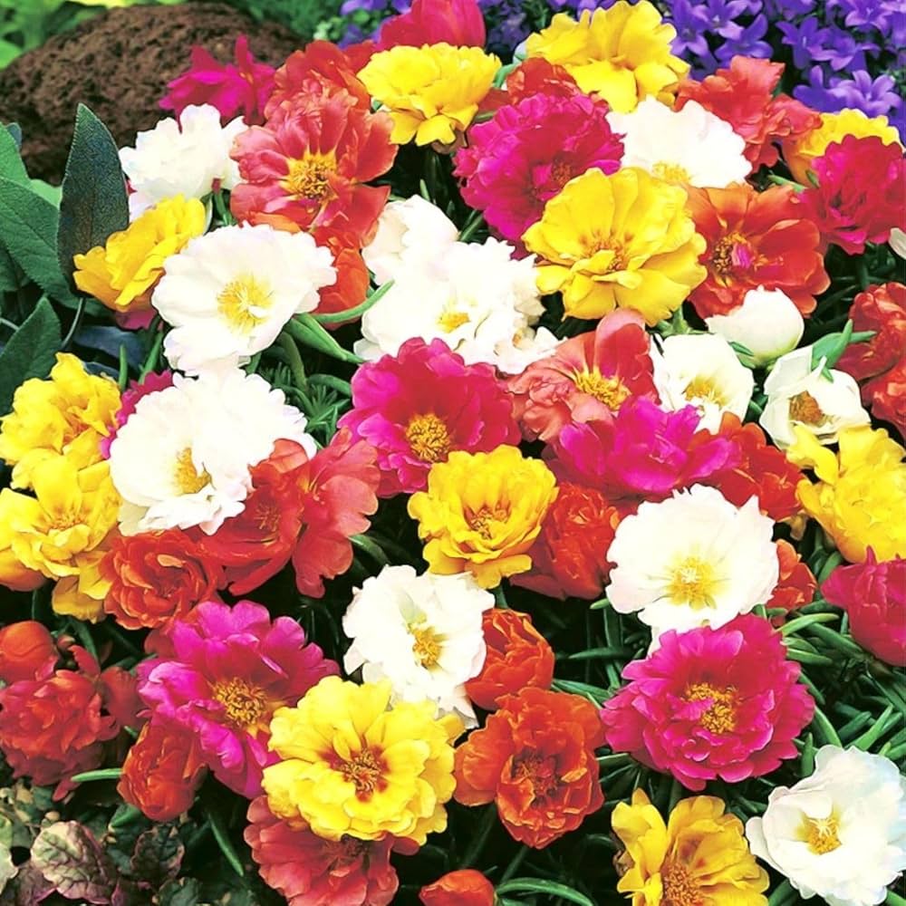 Mixed Mexican Rose bonsai-style plant