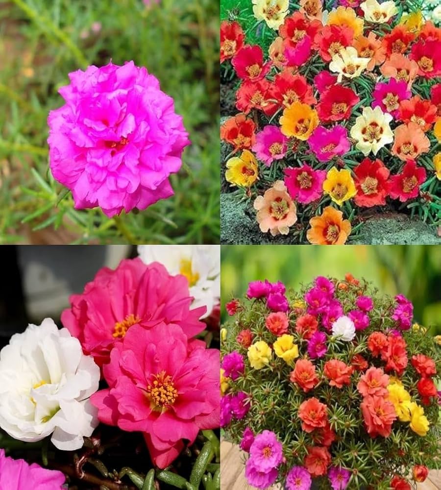 Ornamental Mixed Mexican Rose flowering plant