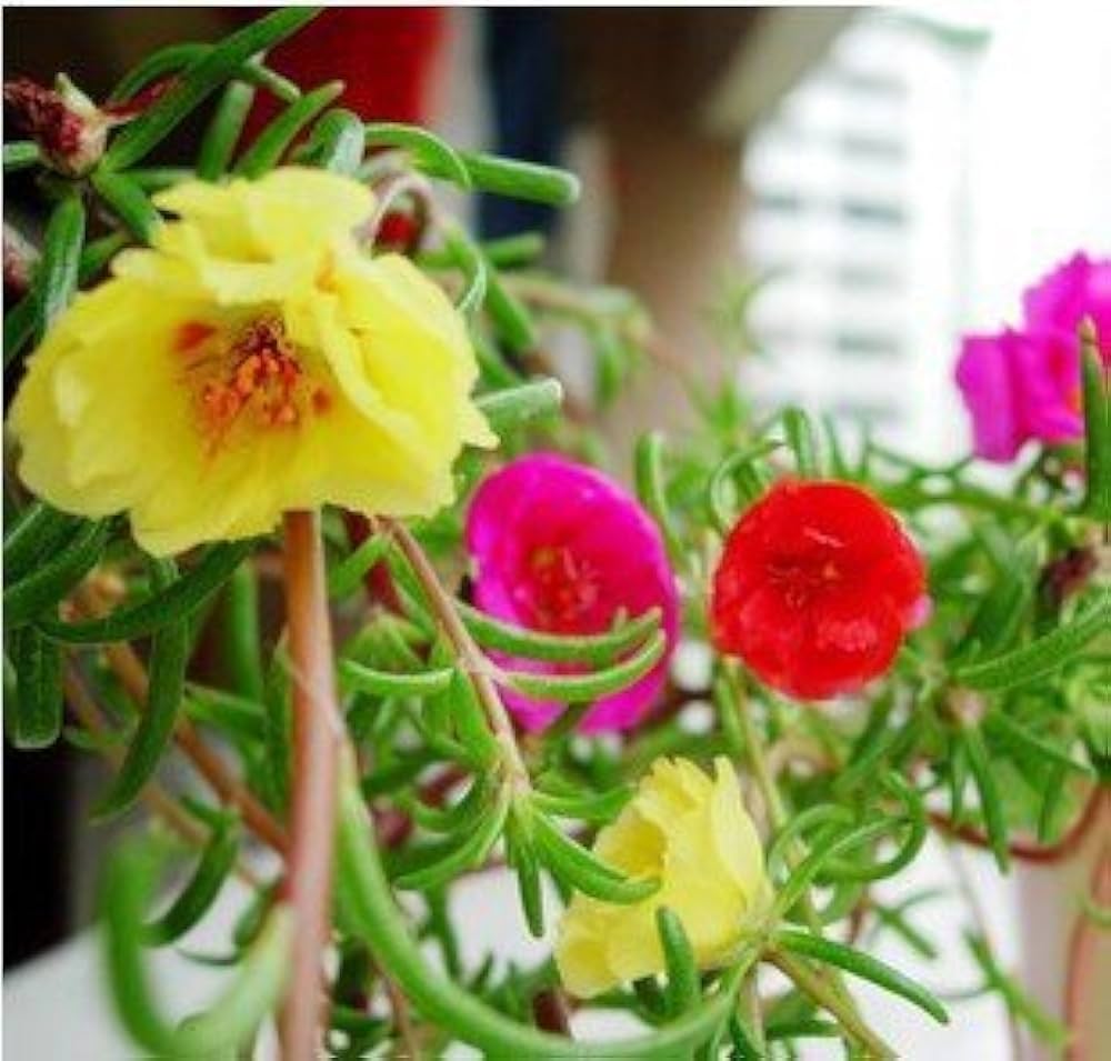 Mixed Mexican Rose flower planting seeds