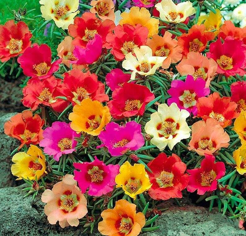 Non GMO Mixed Moss Rose flower seeds