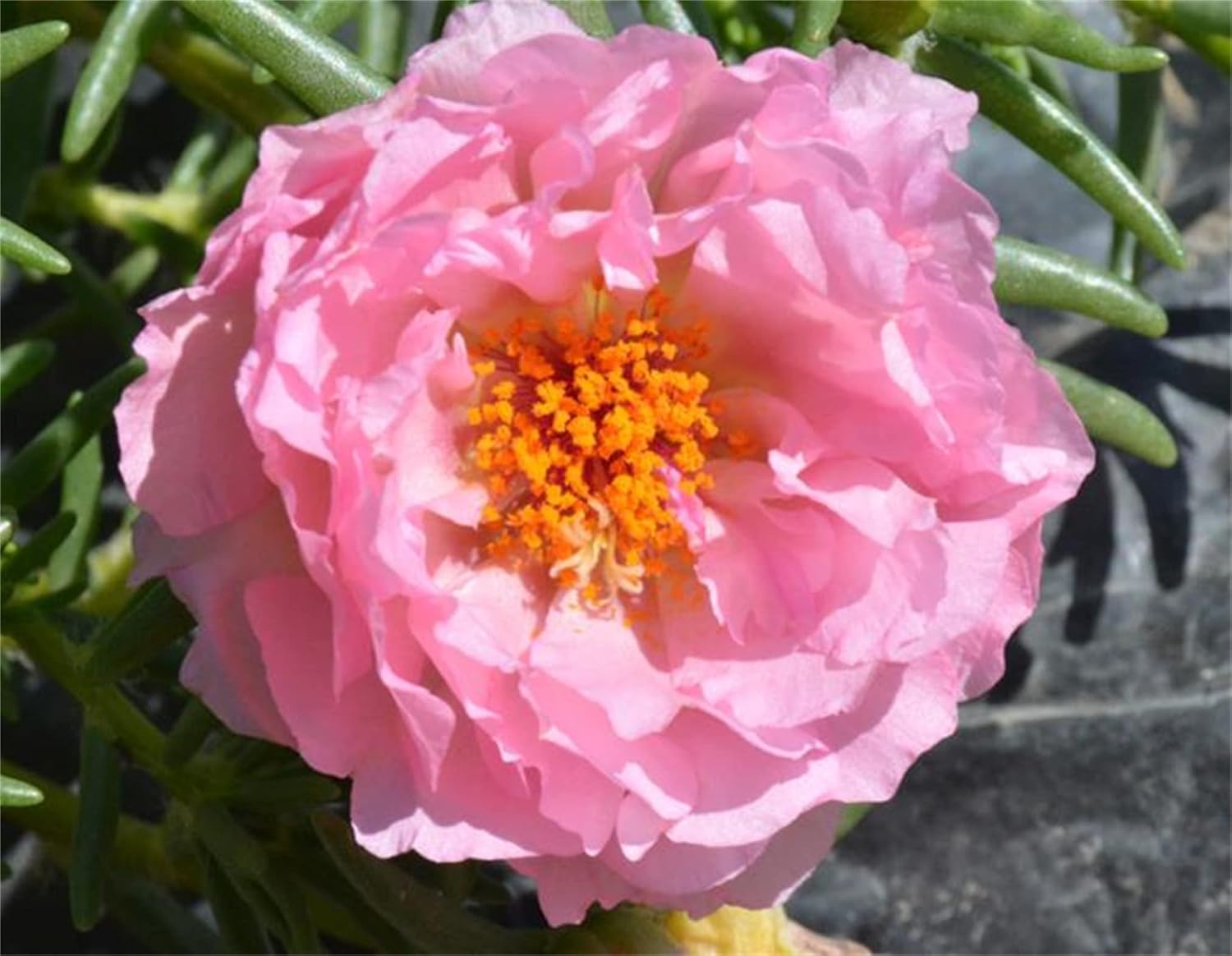 Ornamental Mixed Moss Rose seeds for gardens