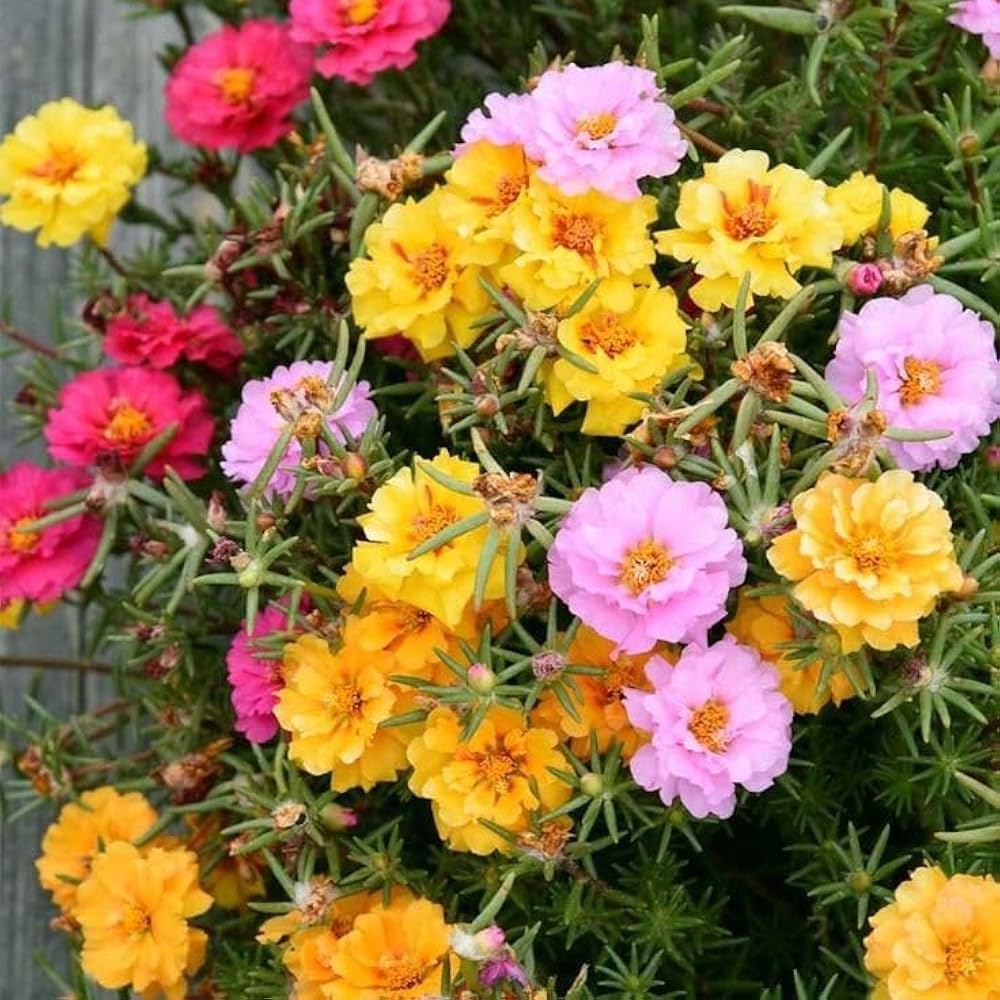 Mixed Moss Rose Flower seeds for planting