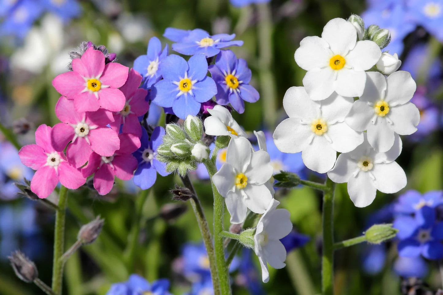 Mixed Myosotis flowers blooming in garden