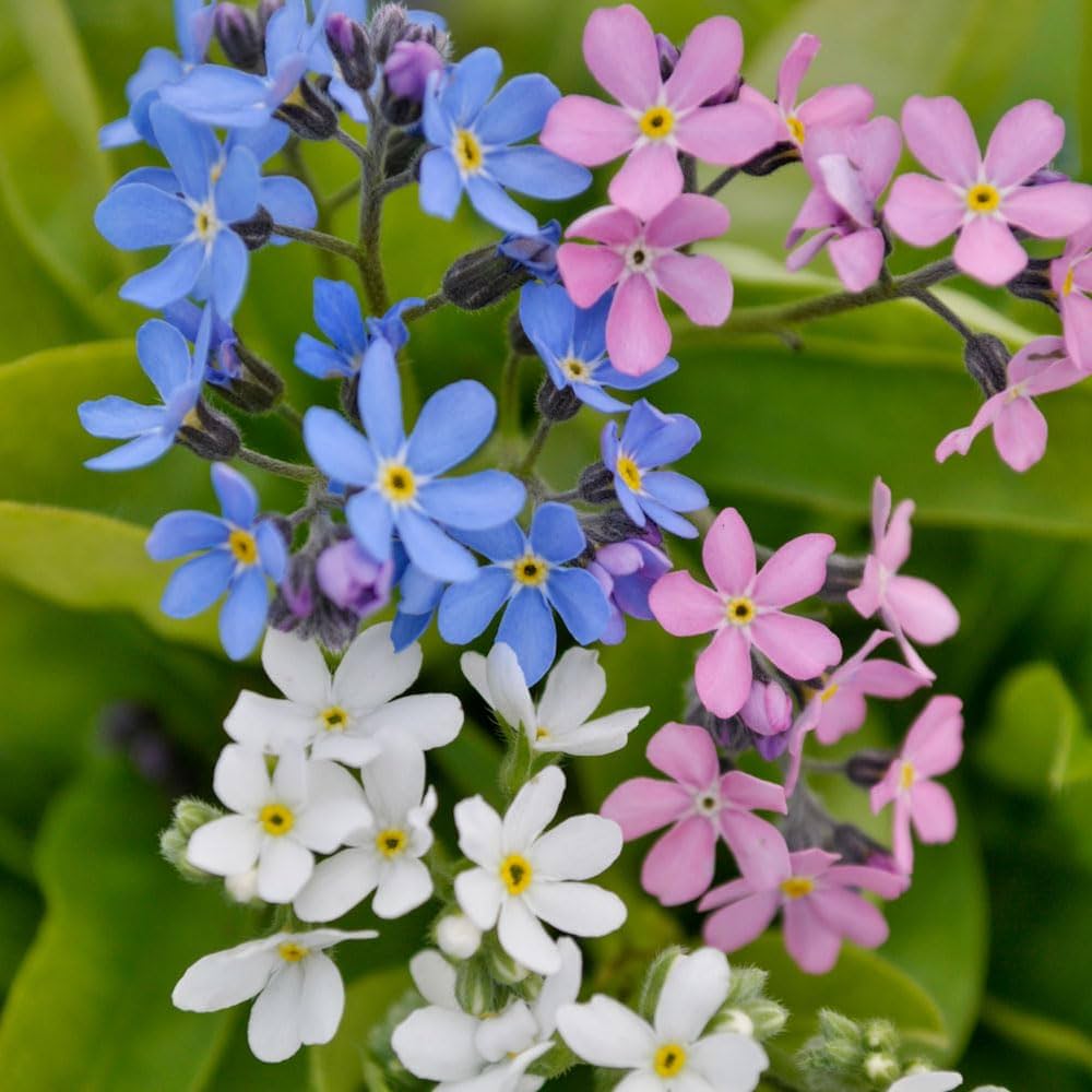 Non GMO Mixed Myosotis flower seeds