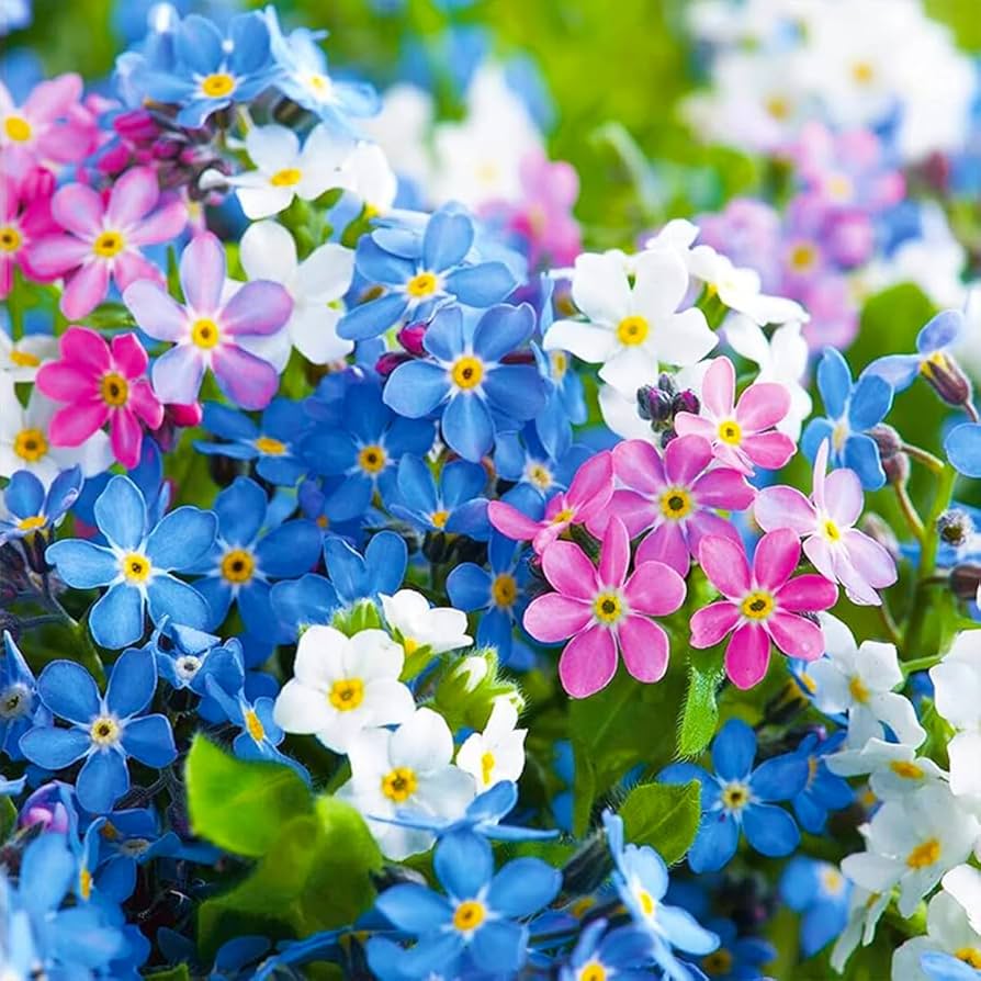 Ornamental Mixed Myosotis seeds for gardens