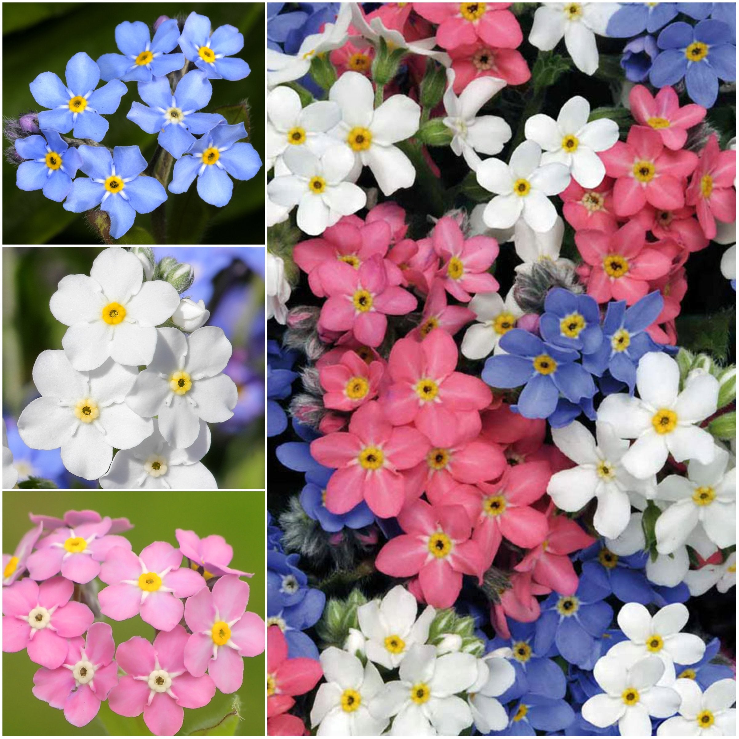 Mixed Myosotis Flower seeds for planting