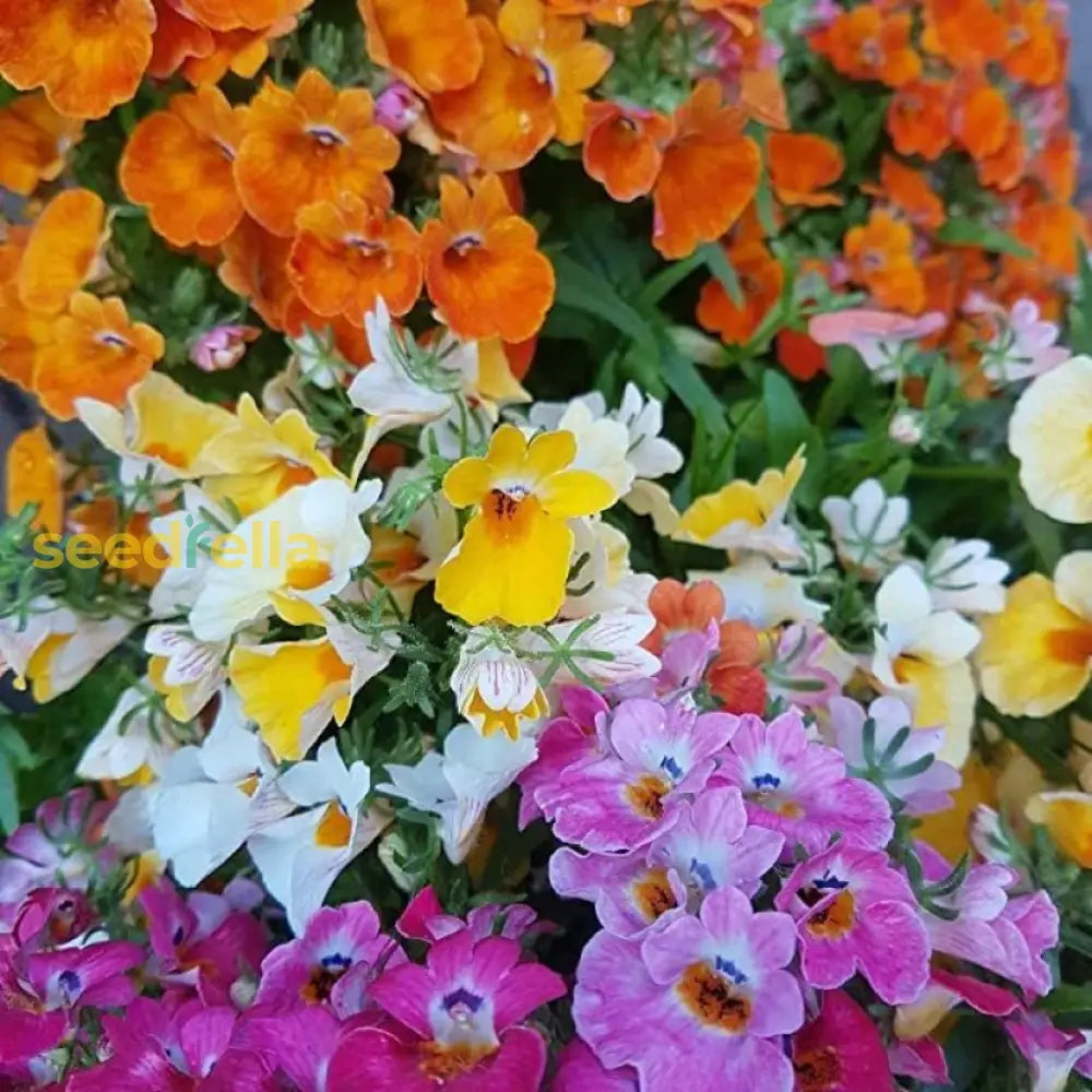 Non GMO Mixed Nemesia Carnival seeds