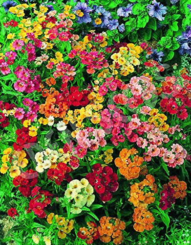Ornamental Mixed Nemesia Carnival flowering plant