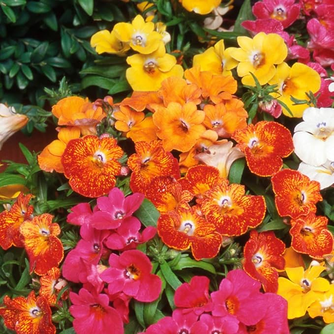 Mixed Nemesia Carnival flower seeds for planting