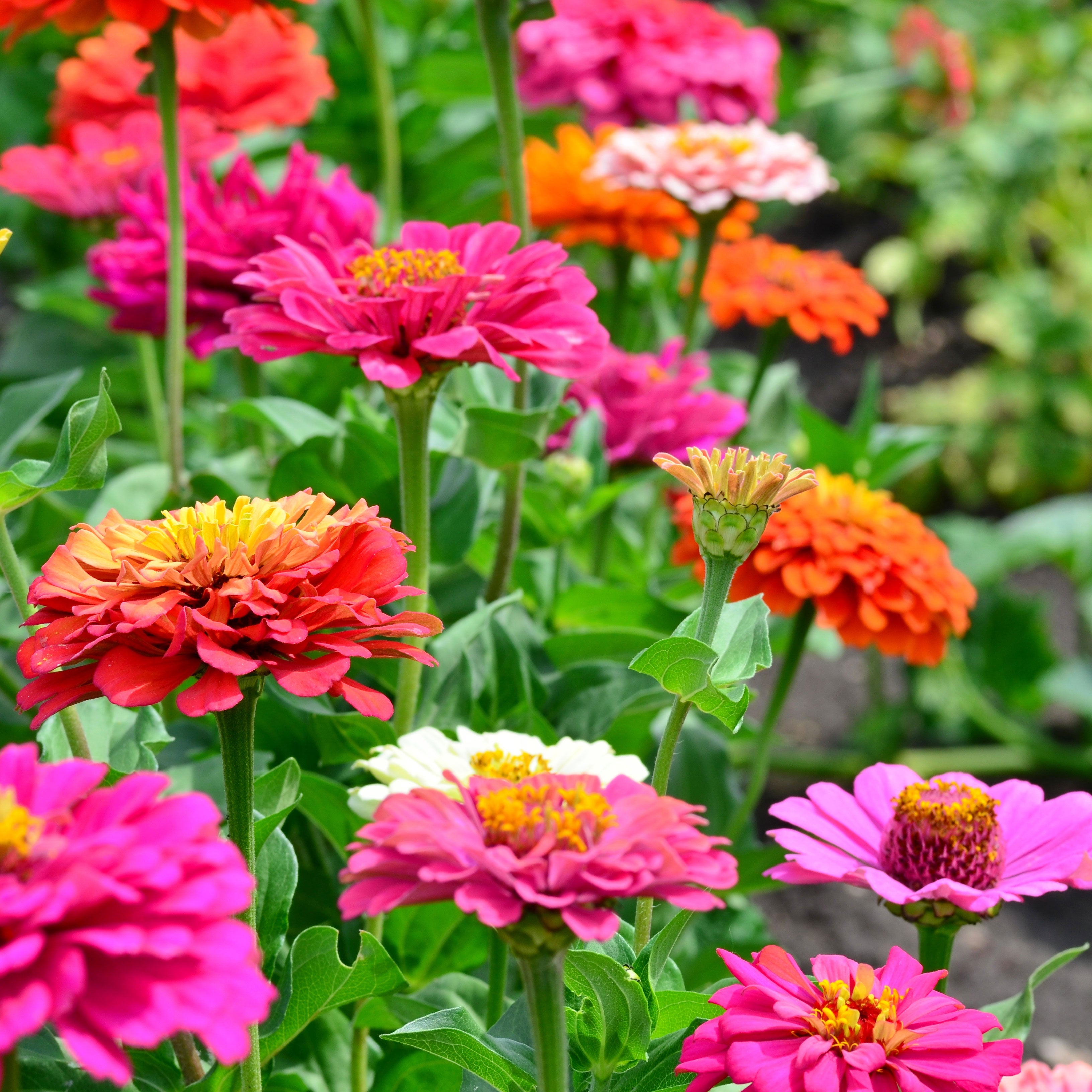 Mixed Ornamental Flower planting seeds