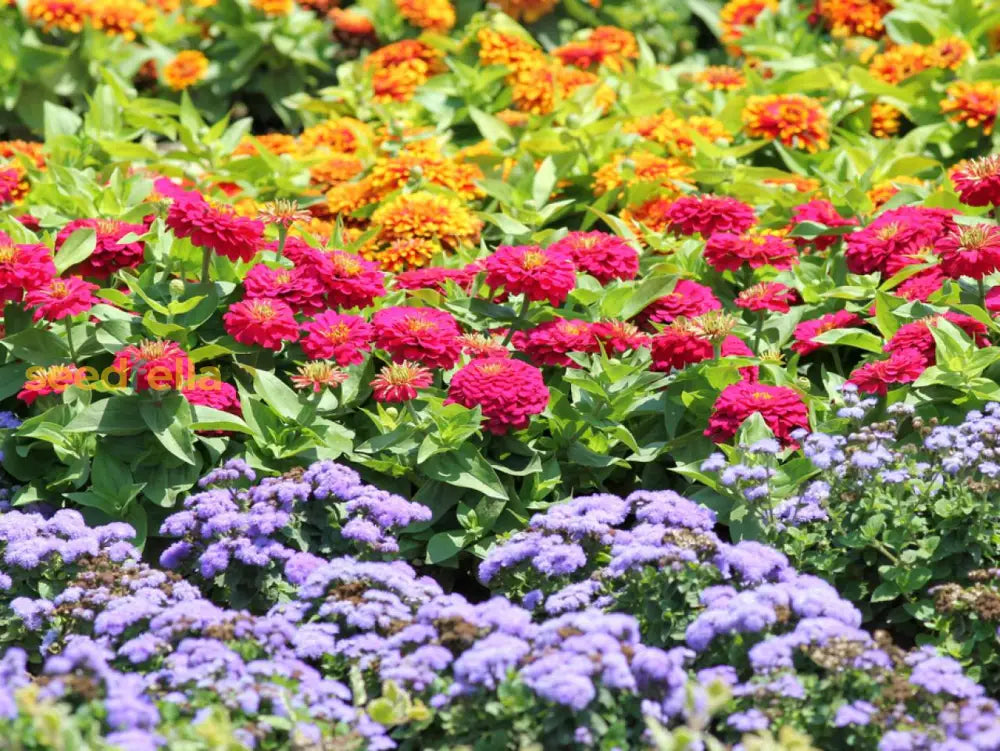 Non GMO Mixed Ornamental Flower seeds