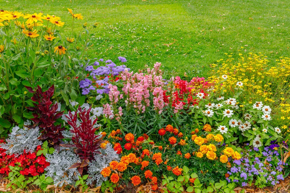 Ornamental Mixed Flower garden display