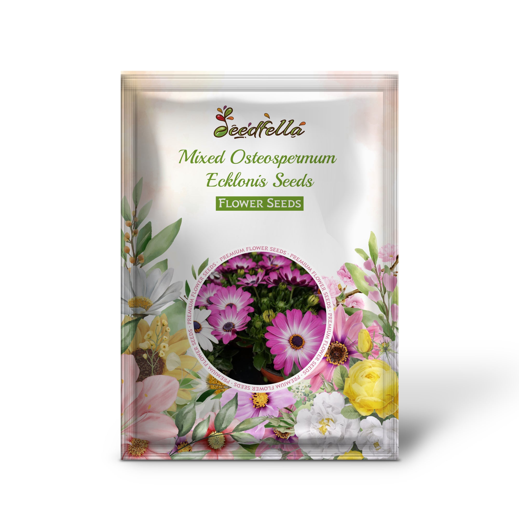 Mixed Osteospermum flowers blooming in garden