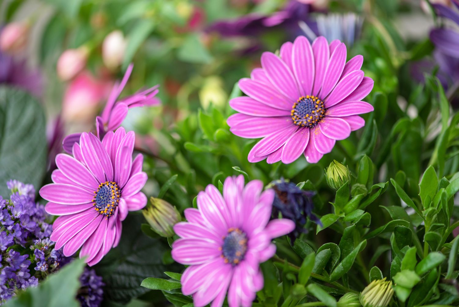 Mixed Osteospermum in indoor pots
