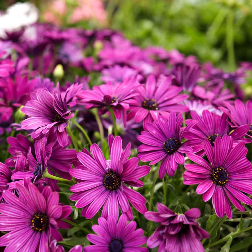 Non GMO Mixed Osteospermum seeds