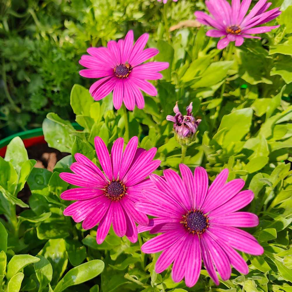 Ornamental Mixed Osteospermum plant