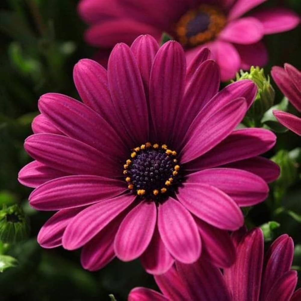 Mixed Osteospermum Ecklonis seeds for planting