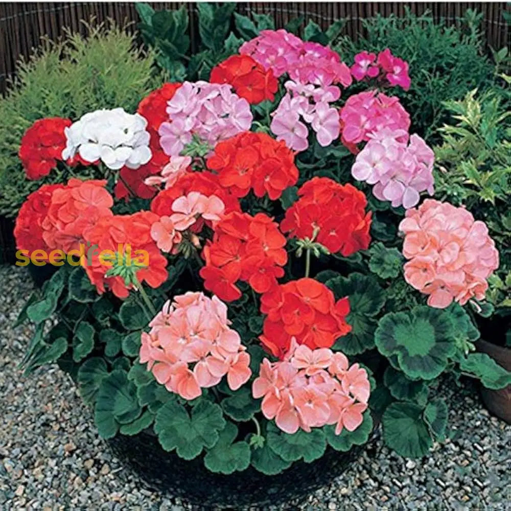 Non GMO Mixed Pelargonium seeds