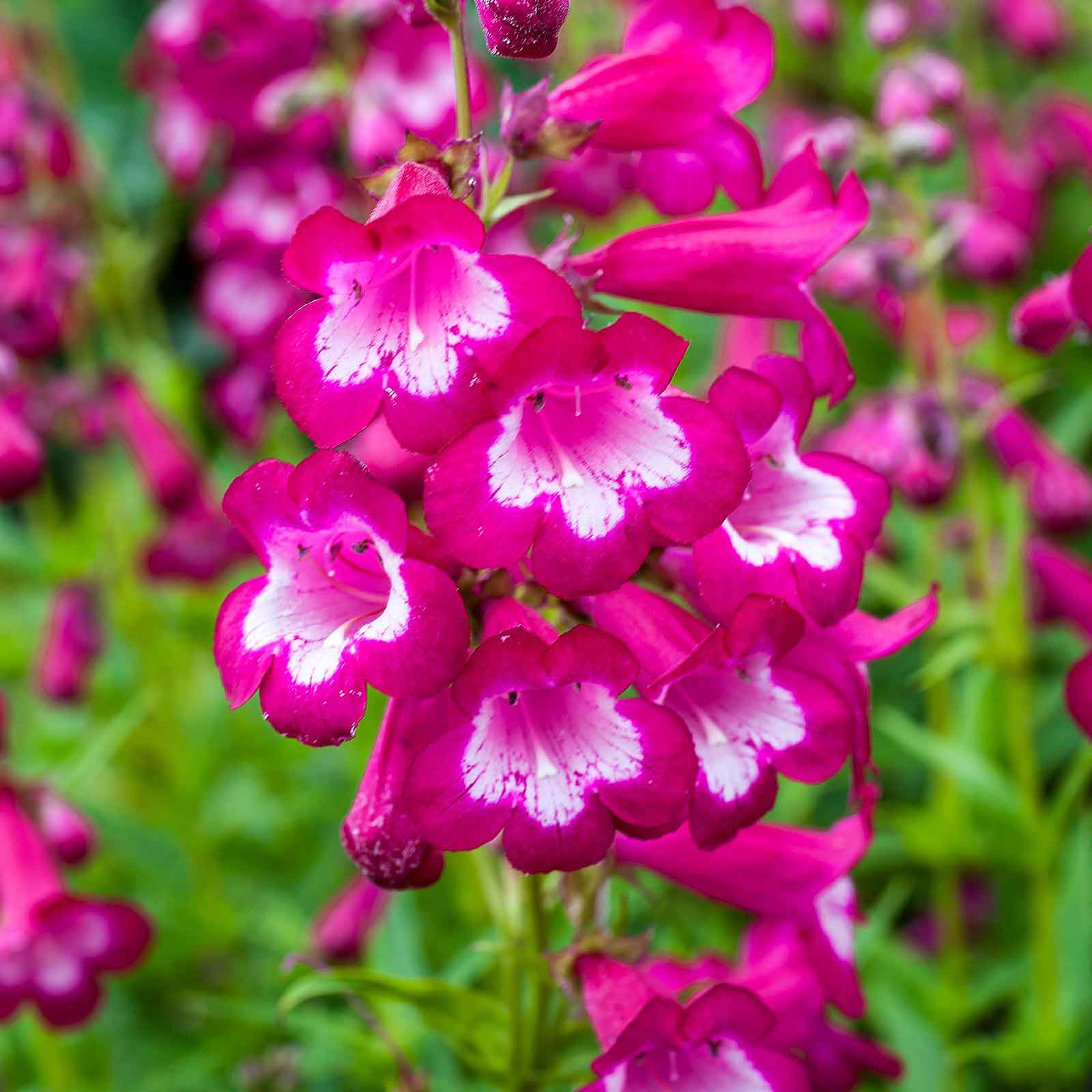 Non GMO Mixed Penstemon seeds
