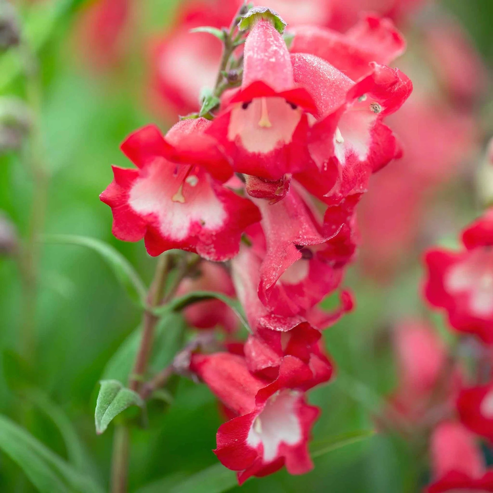 Ornamental Mixed Penstemon flowering plant