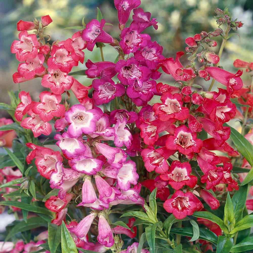 Mixed Penstemon in pollinator garden