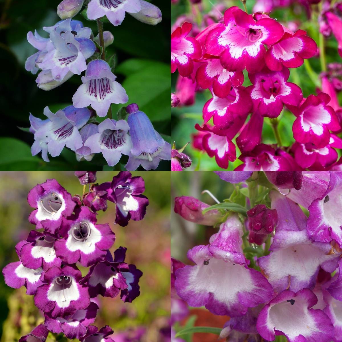 Mixed Penstemon flower seeds for planting