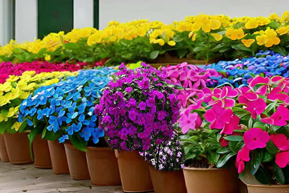 Mixed Periwinkle flowers blooming in garden