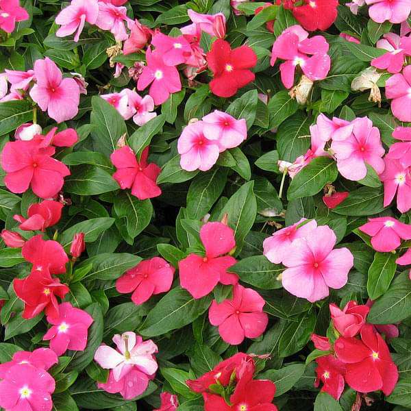 Ornamental Mixed Periwinkle seeds for gardens