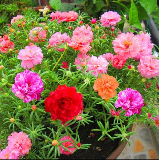 Mixed Portulaca Rose ground cover plant