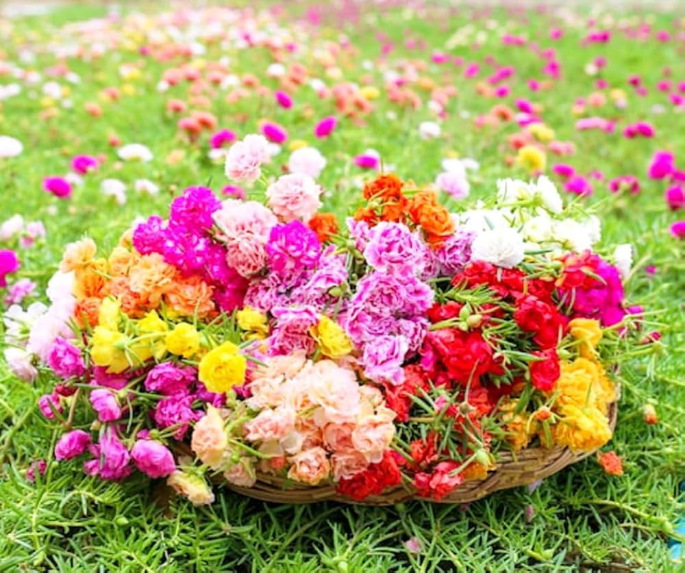 Non GMO Mixed Portulaca Rose seeds