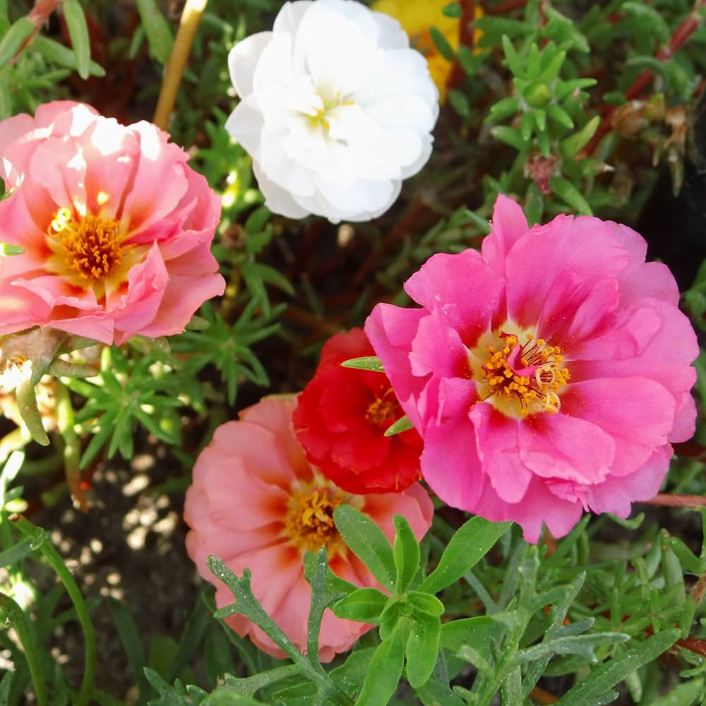 Ornamental Mixed Portulaca Rose flowering plant